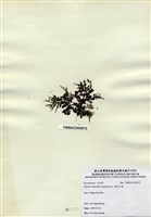 藏品(長枝沙菜)的圖片